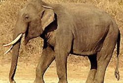 Теперь азиатских слонов будут защищать