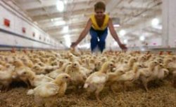 Гонконг приостановил импорт куриного мяса из Франции