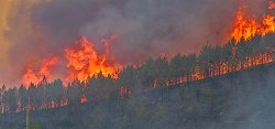 Югу США угрожают лесные пожары