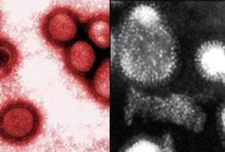 Вирус-убийца доберется до людей по протеиновой дорожке