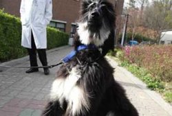 Первой и единственной в мире клонированной собаке Снуппи исполнился 1 год