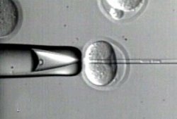В США начались работы по клонированию эмбрионов человека