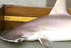 В США обнаружен новый вид акулы