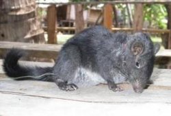 Живая лаосская горная крыса заснята на видео