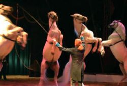 Минкультуры спасет цирковых животных без помощи их защитников