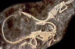 Динозавр coelophysis перестал быть каннибалом