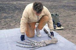 В Антарктике найдены кости маленькой Несси