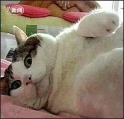 Китайский кот – самый жирный кот в мире