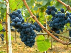 Французы расшифровали геном винограда