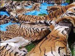 Индия начала кампанию по спасению тигров