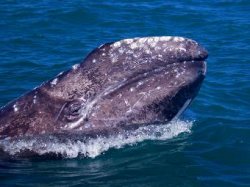 Возрождение серого кита оказалось лишь продолжением вымирания
