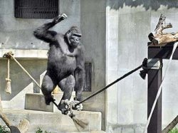В японском зоопарке появилась горилла-канатоходец