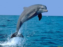 Дельфинотерапию могут запретить