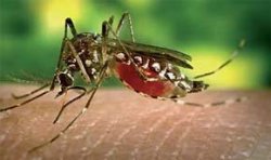 Опасный комар добрался до Европы