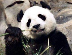 Гигантским пандам грозит голодная смерть
