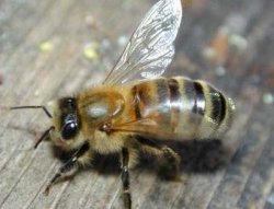 В Хьюстоне депортировали пчел
