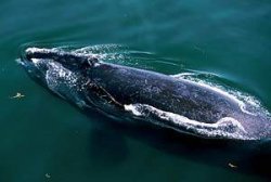 Японцы "в научных целях" убьют и съедят тысячу китов