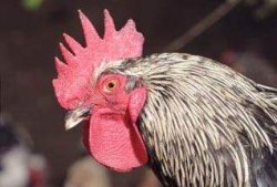 Из-за боязни птичьего гриппа в Британии забьют 68 тысяч птиц