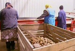 ООН объявила Год картофеля