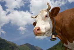 В Британии зафиксировали случай гибели человека от коровьего бешенства