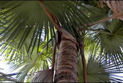 "Разрывом мозга" назвали ботаники найденную на Мадагаскаре пальму