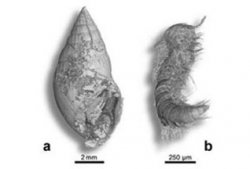 Палеонтологи обнаружили фрагменты 356 ископаемых насекомых