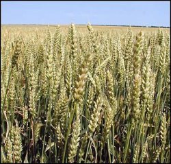 Украина помогла снизить цены на пшеницу до пятимесячного минимума