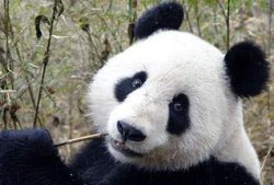 Власти Китая эвакуируют панд из пострадавшего от стихии заповедника