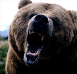 Медведи убили посетителя в зоопарке