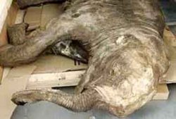 В Минске найдены кости мамонта