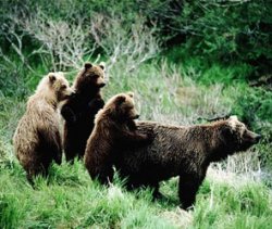 20 голодных медведей захватили поселок