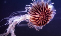 Израиль атакуют гигантские медузы