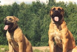 В России три бойцовских пса загрызли ребенка