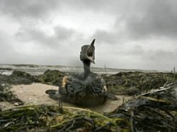 Крымские экологи обеспокоены: Черное море может стать самым грязным в мире