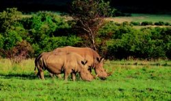 Чешские носороги возродят африканскую популяцию