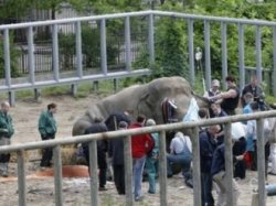 Киевский зоопарк продолжают сотрясать скандалы