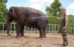За отравление слона Боя могут дать три года тюрьмы