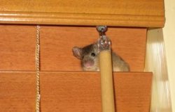 Ученые выяснили, почему у мышей страх перед котами