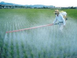 Риск развития гиперактивности у детей связали с воздействием пестицидов