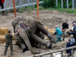 Комиссия: Слона в киевском зоопарке отравили 