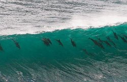 Японцам покажут, как они убивают дельфинов