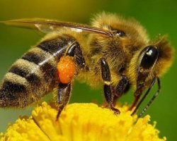 Вымирание пчёл грозит Великобритании нехваткой продовльствия 