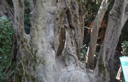 В Украине определили самое старое дерево