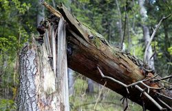 В Харьковской области дерево убило супружескую пару