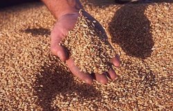 Украинские аграрии повышают цены на зерно 