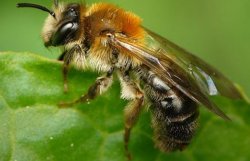 Вылечить артрит поможет пчелиный яд