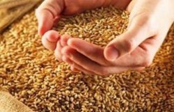 Украина и Россия поделили 3 место в рейтинге экспортеров зерна