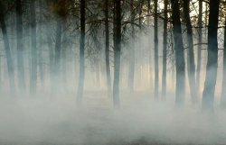 В Луганской области горят 160 гектаров леса