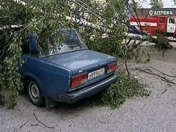 Ураган под Петербургом унес жизни шести человек 