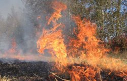В Днепропетровской области загорелись 100 га леса